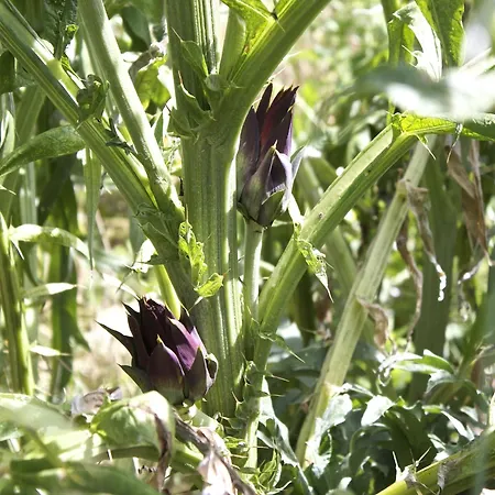 With Balcony Views *