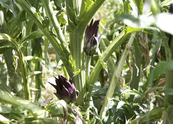 With Balcony Views *